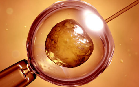 Donación de óvulos