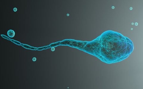 Espermatozoides de ratón enviados al espacio producen bebés sanos en FIV.