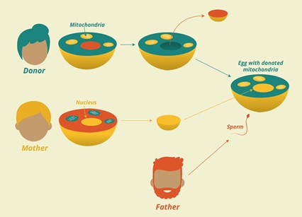 ¡A la edad de 40 años, la mujer puede gestar fácilmente y dar a luz a su propio bebé genético!  Y no son óvulos previamente congelados.